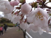 hanami1